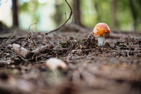 How Mavuc Shrooms Delivery Can Enhance Your Wellness Routine